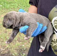 Milan, a male Cane Corso for sale in Anderson, IN – 6 of 7