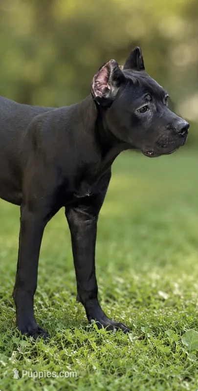Sky – Cane Corso puppy for sale in Anderson, IN
