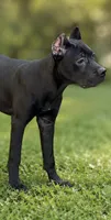 Sky, a female Cane Corso for sale in Anderson, IN – 1 of 10