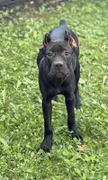 Sky, a female Cane Corso for sale in Anderson, IN – 4 of 10