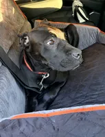 Wynter, a female Cane Corso for sale in Anderson, IN – 6 of 10