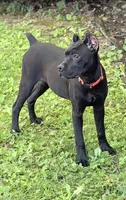 Wynter, a female Cane Corso for sale in Anderson, IN – 9 of 10