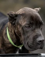Braxton, a male Cane Corso for sale in Anderson, IN – 8 of 10