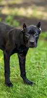Sky, a female Cane Corso for sale in Anderson, IN – 3 of 10