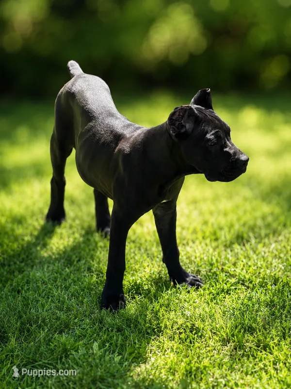 Evvie – Cane Corso puppy for sale in Anderson, IN