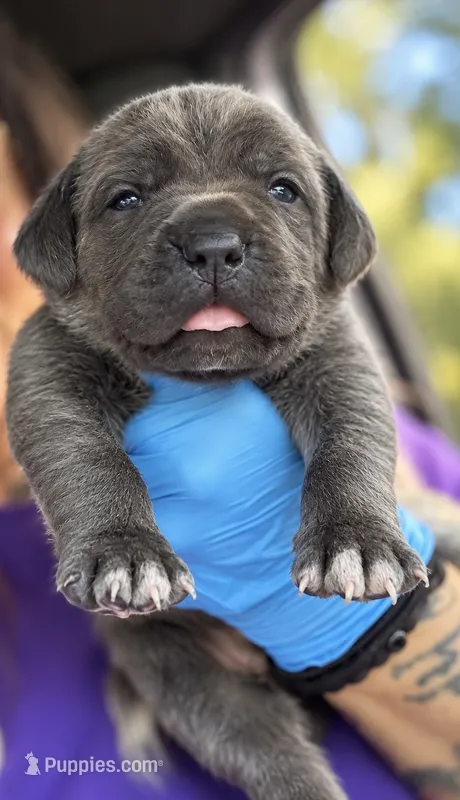 Milan – Cane Corso puppy for sale in Anderson, IN