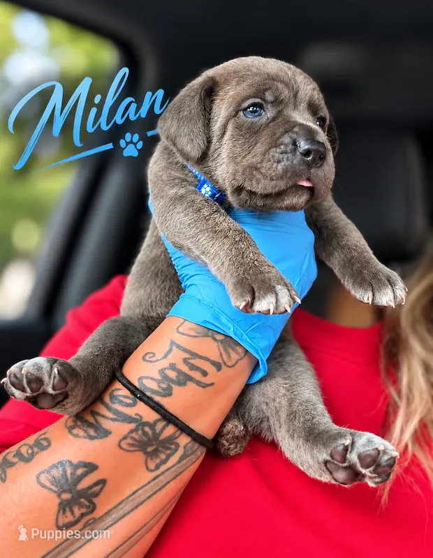 Milan – Cane Corso puppy for sale in Anderson, IN