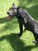 Lorenzo, a male Cane Corso for sale in Anderson, IN – 10 of 10