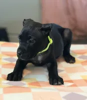 Wynter, a female Cane Corso for sale in Anderson, IN – Photo 8 of 10