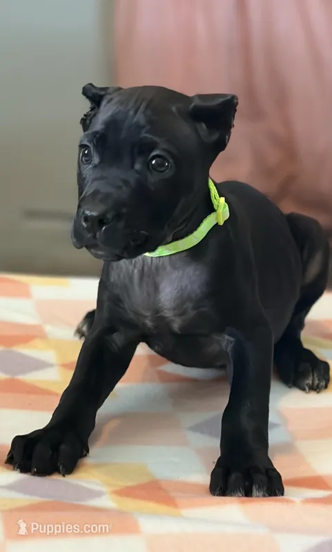 Wynter – Cane Corso puppy for sale in Anderson, IN