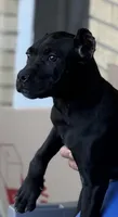 Wynter, a female Cane Corso for sale in Anderson, IN – 8 of 10