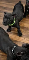 Wynter, a female Cane Corso for sale in Anderson, IN – Photo 6 of 10