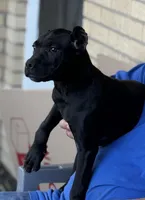 Wynter, a female Cane Corso for sale in Anderson, IN – 7 of 10