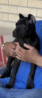 Wynter, a female Cane Corso for sale in Anderson, IN – 9 of 10