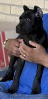 Wynter, a female Cane Corso for sale in Anderson, IN – 10 of 10