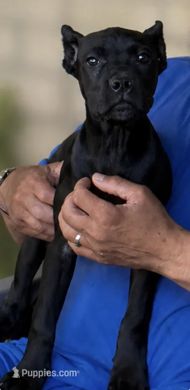 Wynter – Cane Corso puppy for sale in Anderson, IN