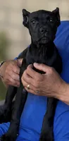 Wynter, a female Cane Corso for sale in Anderson, IN – 1 of 10