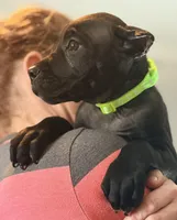Wynter, a female Cane Corso for sale in Anderson, IN – Photo 10 of 10