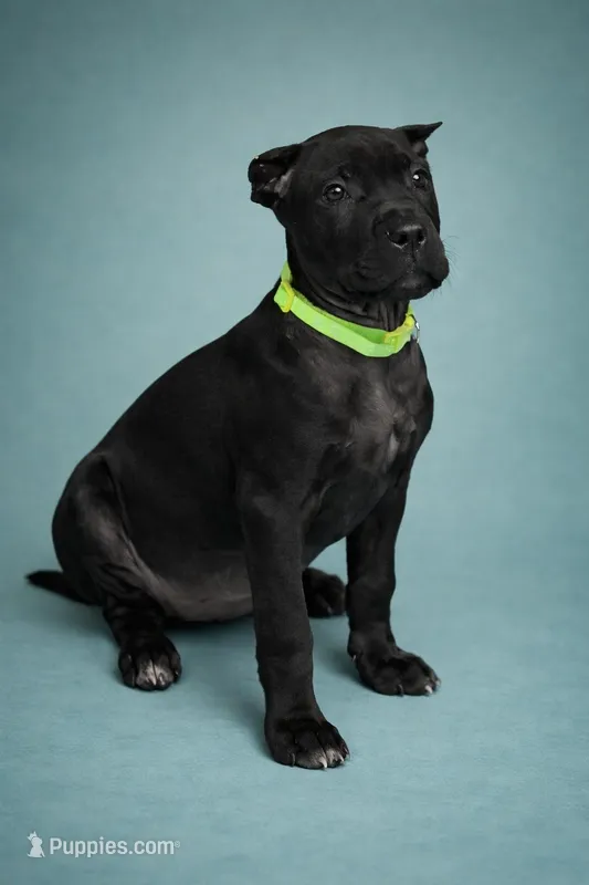 Wynter – Cane Corso puppy for sale in Anderson, IN