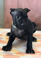 Wynter, a female Cane Corso for sale in Anderson, IN – Photo 4 of 10