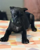 Wynter, a female Cane Corso for sale in Anderson, IN – Photo 5 of 10