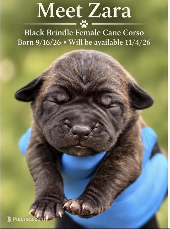 Zara – Cane Corso puppy for sale in Anderson, IN