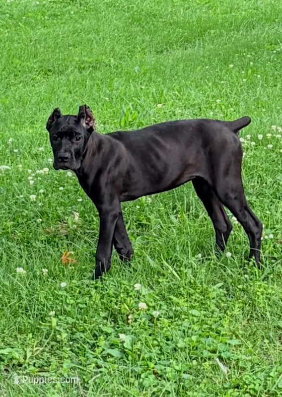Sky – Cane Corso puppy for sale in Anderson, IN