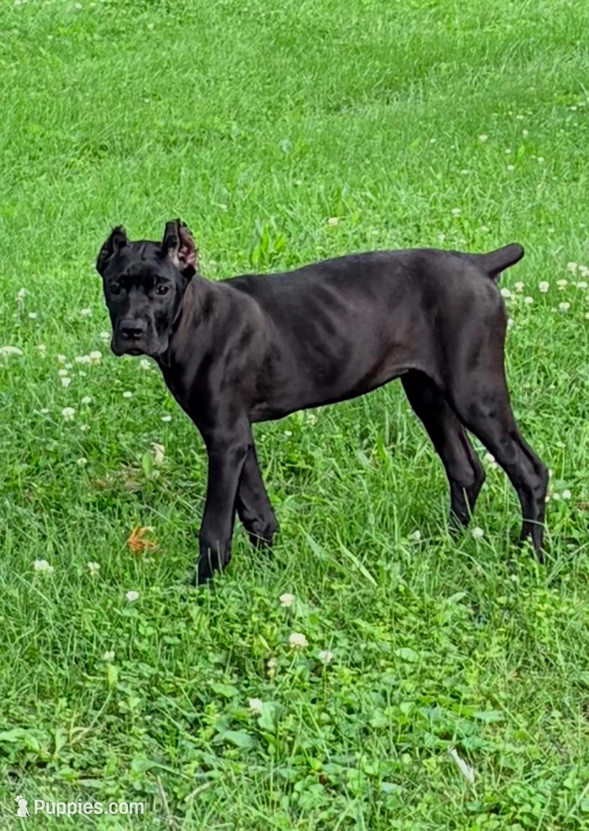 Sky, a female Cane Corso for sale in Anderson, IN – 5 of 10