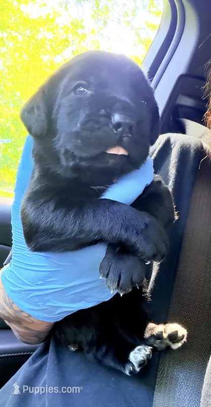 Whisper  – Cane Corso puppy for sale in Anderson, IN