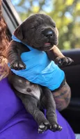 Silas, a male Cane Corso for sale in Anderson, IN – 7 of 10