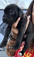 Miss Indianapolis(spoken 4), a female Cane Corso for sale in Anderson, IN – Photo 3 of 4