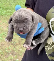 Milan, a male Cane Corso for sale in Anderson, IN – 5 of 7
