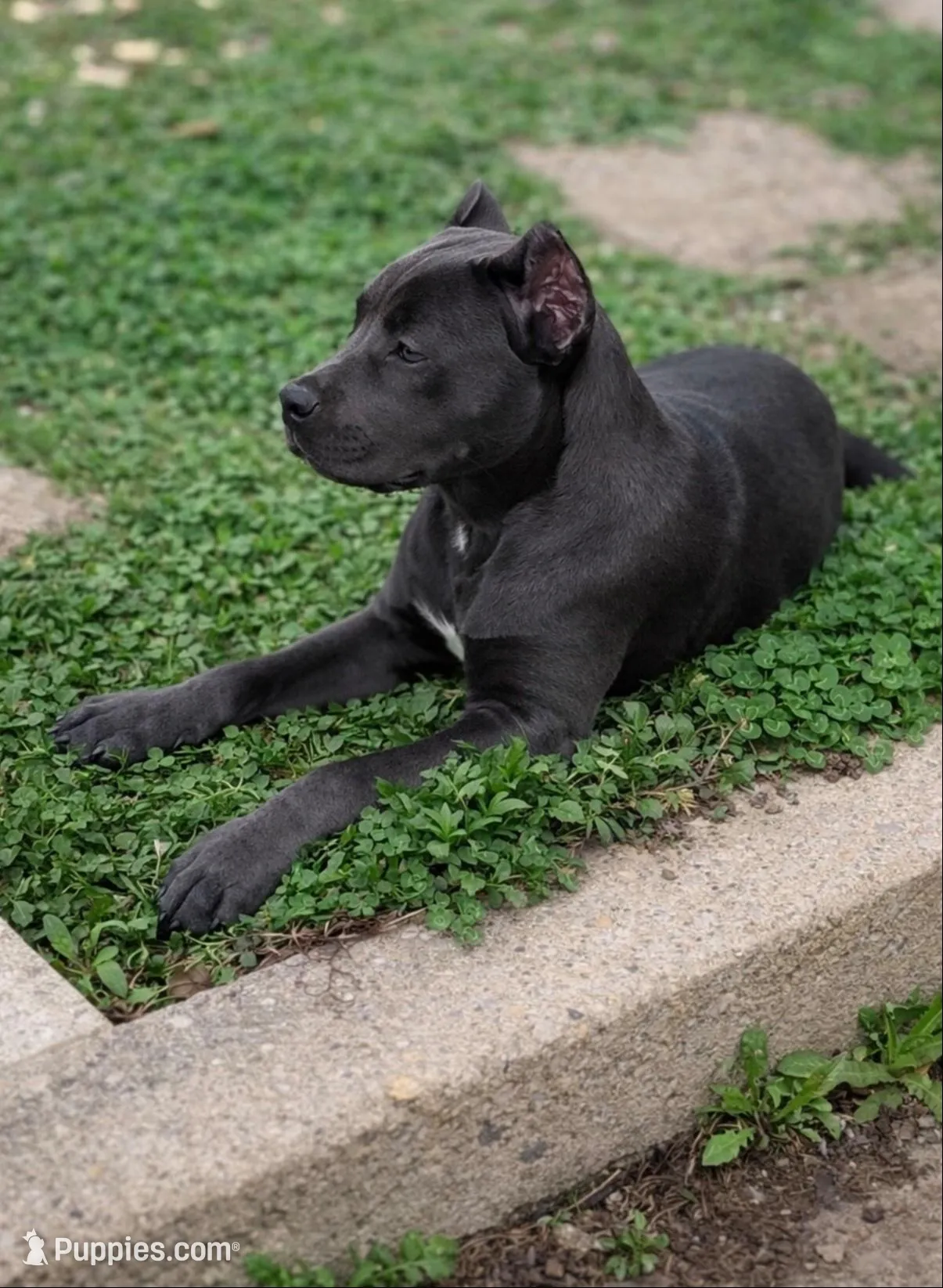 Gianni, a female Cane Corso for sale in Anderson, IN – 5 of 10