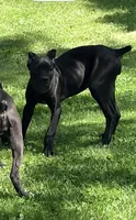 Evvie, a female Cane Corso for sale in Anderson, IN – 2 of 10