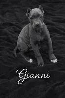 Gianni, a female Cane Corso for sale in Anderson, IN – 8 of 10