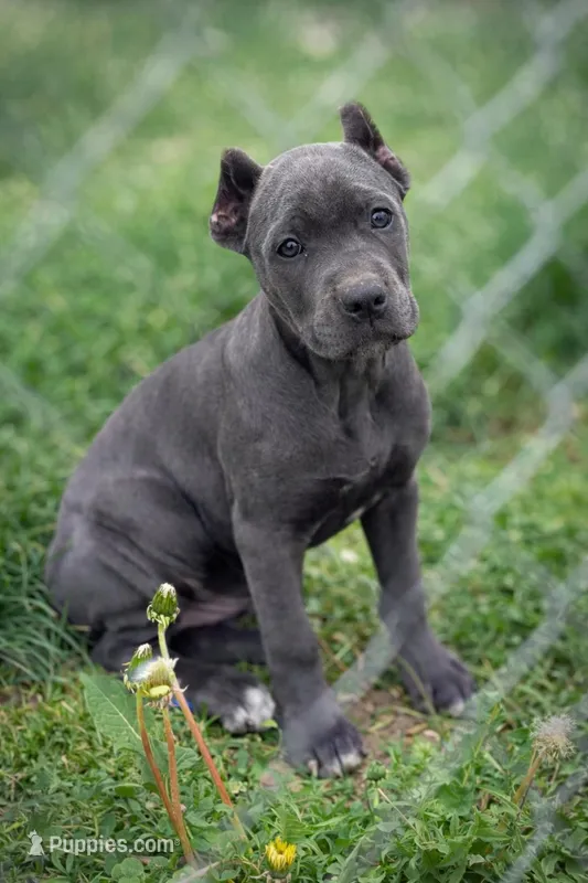 Gianni – Cane Corso puppy for sale in Anderson, IN