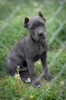 Gianni, a female Cane Corso for sale in Anderson, IN – 4 of 10