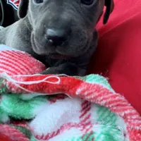 Gianni, a female Cane Corso for sale in Anderson, IN – Photo 3 of 7