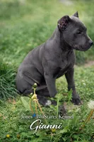 Gianni, a female Cane Corso for sale in Anderson, IN – 9 of 10
