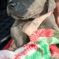 Gianni, a female Cane Corso for sale in Anderson, IN – Photo 4 of 7