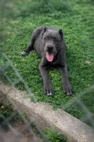 Gianni, a female Cane Corso for sale in Anderson, IN – 3 of 10