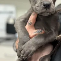 Gianni, a female Cane Corso for sale in Anderson, IN – Photo 1 of 7