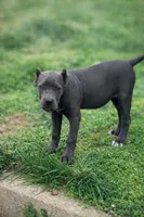 Gianni, a female Cane Corso for sale in Anderson, IN – 2 of 10