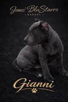 Gianni, a female Cane Corso for sale in Anderson, IN – 10 of 10