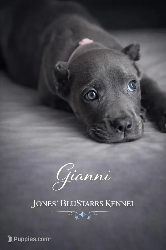 Gianni – Cane Corso puppy for sale in Anderson, IN