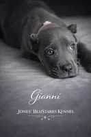 Gianni, a female Cane Corso for sale in Anderson, IN – 6 of 10