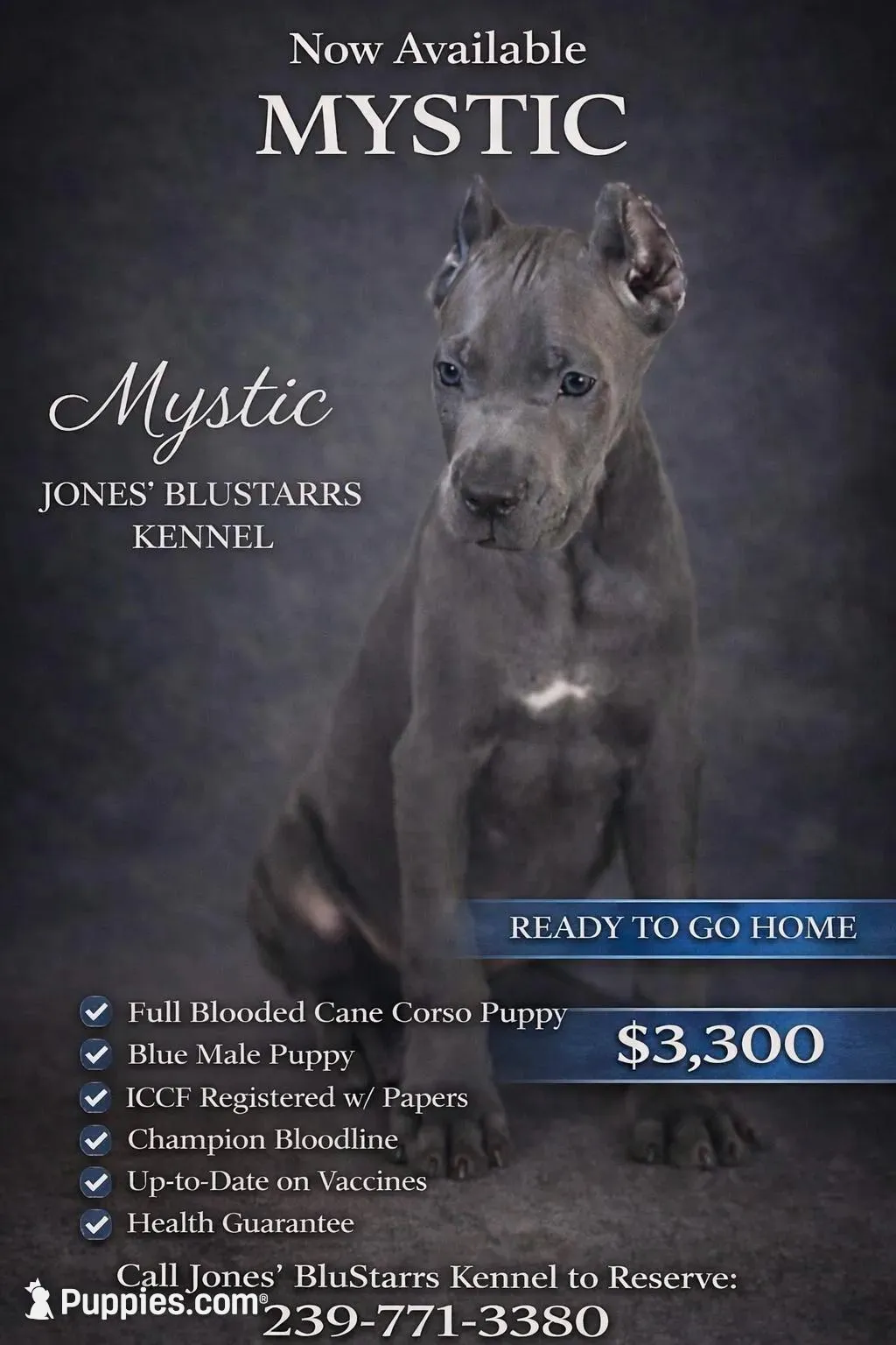 Mystic, a male Cane Corso for sale in Anderson, IN – 9 of 10