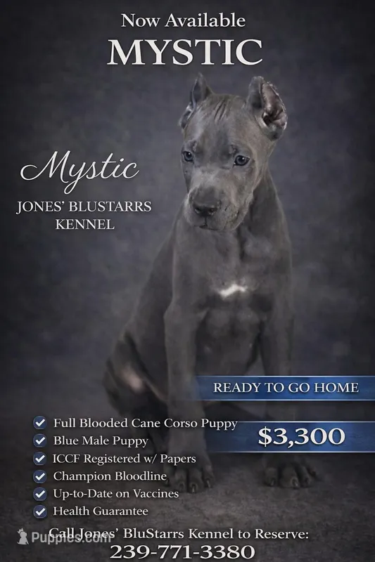 Mystic, a male Cane Corso for sale in Anderson, IN – Photo 1 of 10
