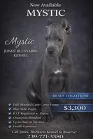 Mystic, a male Cane Corso for sale in Anderson, IN – Photo 1 of 10