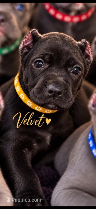 Velvet  – Cane Corso puppy for sale in Anderson, IN
